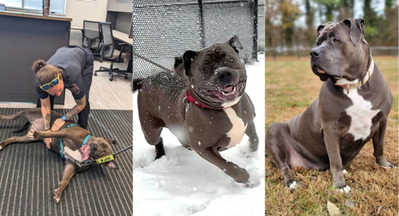 Gray dog lying on ground being petted; same gray dog running at camera with mouth open; same gray dog sitting in grass