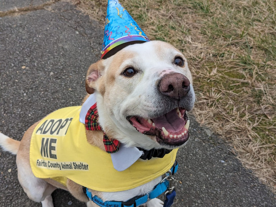 large dog wearing yellow vest that says adopt me and birthday hat