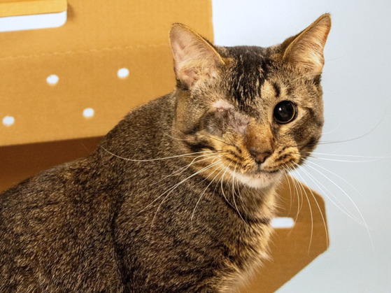 Brown cat with one eye faces camera, brown box behind it