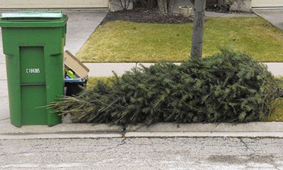 christmas tree at curb for recycling