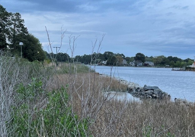 Living Shoreline Image