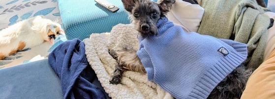 Small grey dog in sweater lying on sofa with white cay lying on floor in background