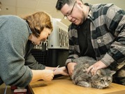 Vet giving a cat a vaccination 