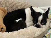 Boston Terrier dog resting in dog bed