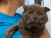 Gray cat being held over person's shoulder