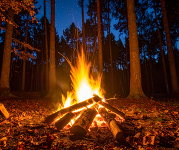 A campfire burning on the forest floor surrounded by trees.