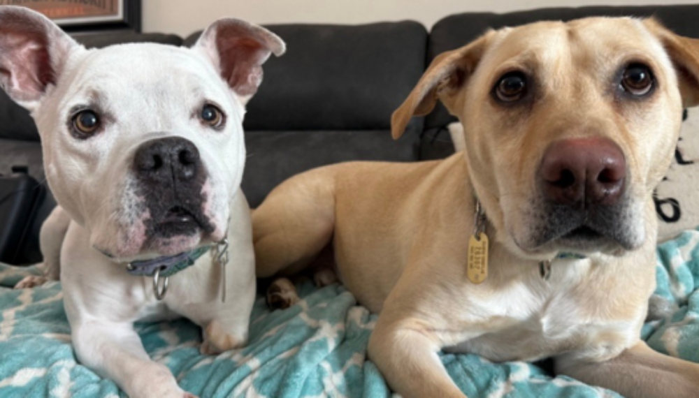 Two dogs wearing their dog license tags.
