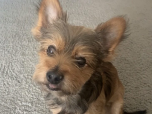 small furry dogs face