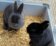 Two black rabbits it on a cage.