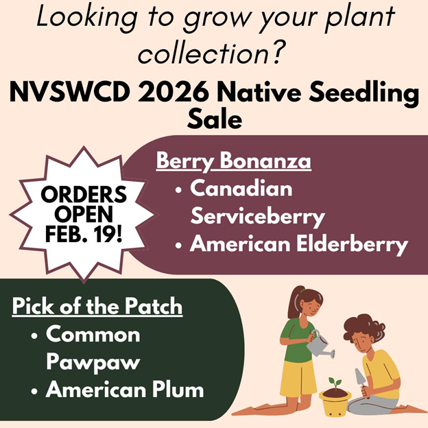 seedling sale