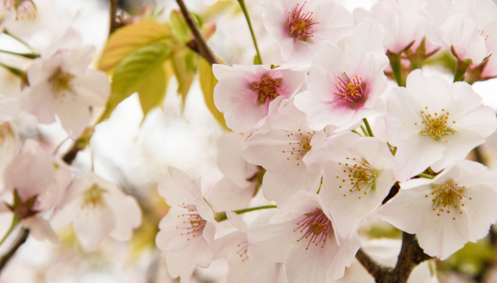 Close up of pink cherry blossoms. 