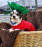 small dog in basket