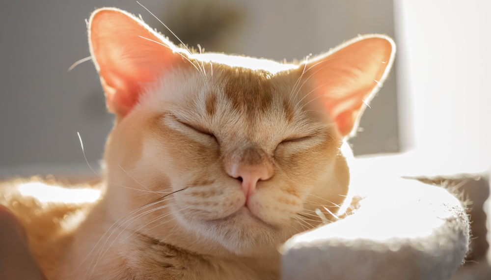 An orange cat closes it eyes in the warm sunlight. 