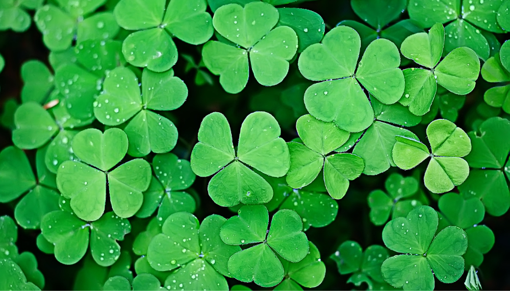 Shamrocks