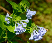 A close up image of Virginia bluebells at Riverbend Park in Great Falls. 