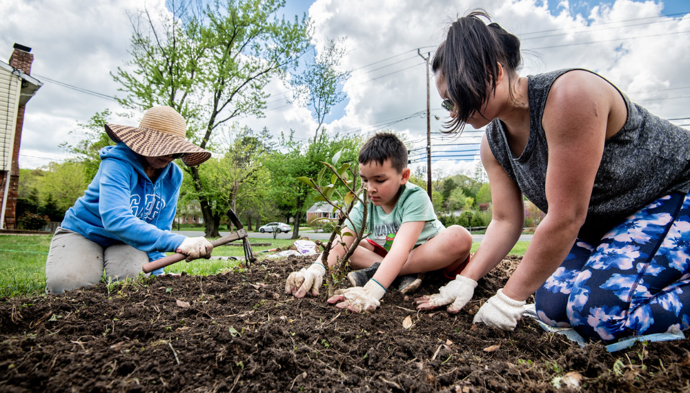 Two adults and a child planting a young tree into a grassy spot.