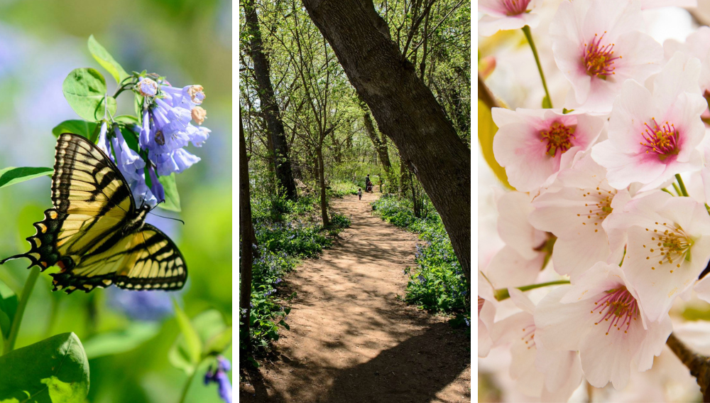 Image collage of a swallowtail butterfly on a Virginia bluebell, a bluebell trail at Riverbend Park and a close up of cherry blossoms.