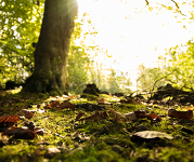 A forest floor covered in moss and leaves, a blurred tree stands in the background.