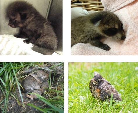 Collage of baby animals such as a racoon, bird and fawn.