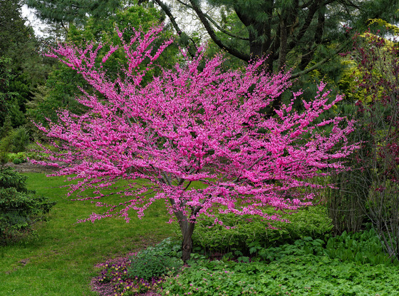 Small tree covered in bright pink blossoms in a lush green garden.