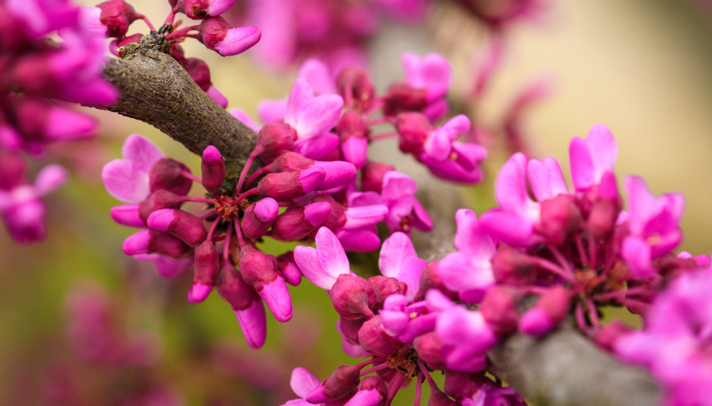 Close up of bright pink buds on a tree. 