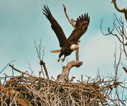 A bald eagle flies about its nest.