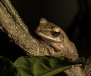 A toad sits on a branch at night.