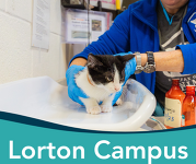 A tuxedo cat laying on a vet table, being held by a person wearing blue gloves and the text "Lorton Campus" on the bottom of the image.