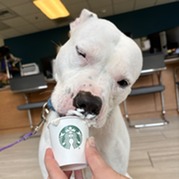 Dakota enjoying a pup cup