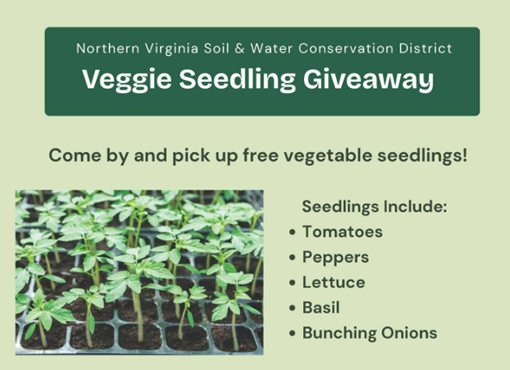 Flyer for Northern Virginia Soil & Water Conservation District Veggie Seedling Giveaway listing free vegetable seedlings available.