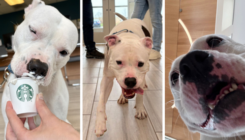 Photo collage of Dakota, a white pit bull with black spots.