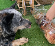 A dog licks its lips as it stares at bowls of treats.