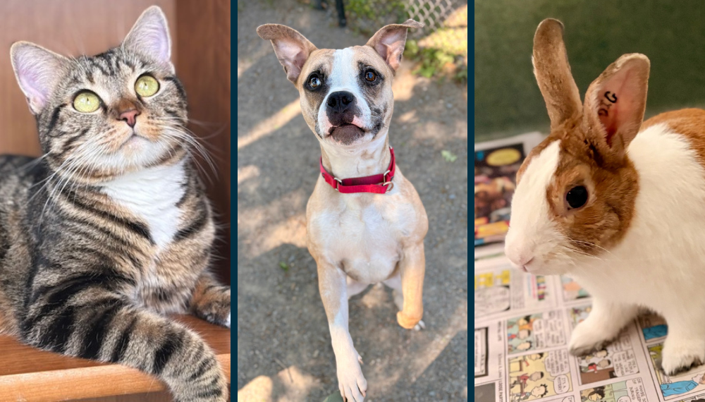 Image collage of a tabby cat, a mixed-breed dog and a rabbit available for adoption at our Animal Service's locations.