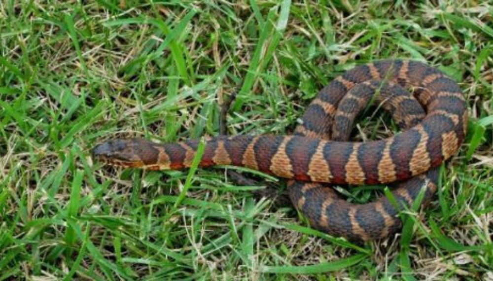 A snake in grass.