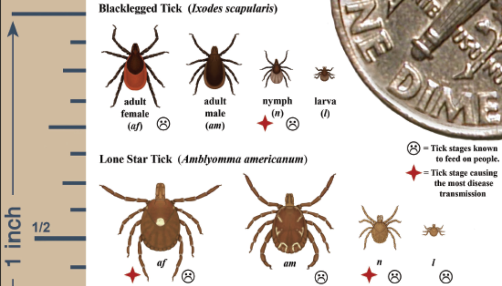 Chart showing different tick species' size compared to rulers and dimes.