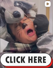 Racoon 2