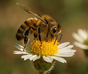 A honeybee on a daisy.