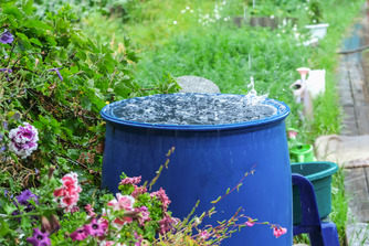 blue rain barrel filled with water in a lush garden
