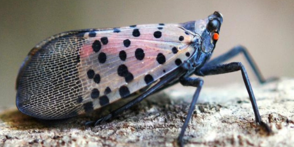 An adult spotted lanternfly on a tree.