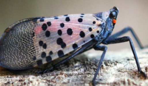 Mosca linterna manchada