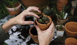 A person holds a small terracotta pot as they plant a cactus in soil. 