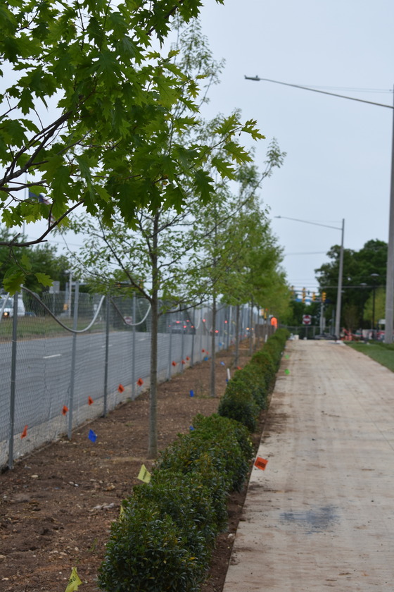 newly planted trees lining a street