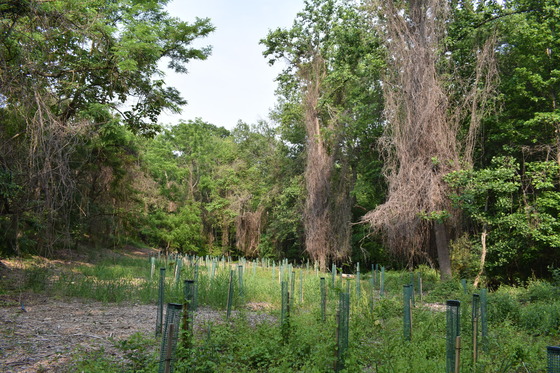 Invasive vegetation and new trees