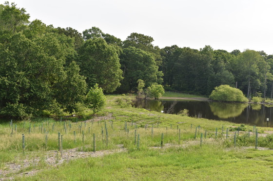 Pond with new trees planted
