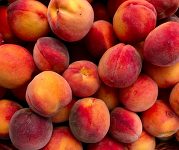 A pile of fresh peaches.