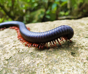 A giant millipede walks across a rock.