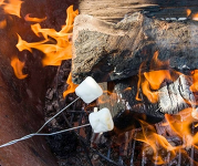 Marshmallows roasting over a campfire.