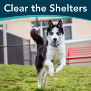 Clear the Shelters is Coming!