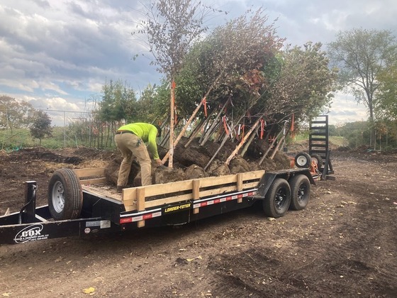 A man loads trees that are ready for planting onto a trailer. 