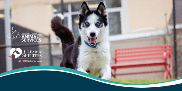Join us for Clear the Shelters!